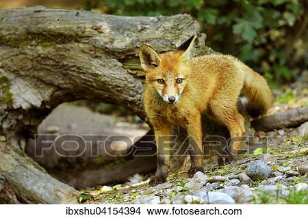 Junger Rotfuchs (Vulpes vulpes) steht vor seiner Hohle, Kanton Basel, Schweiz, Europa View Large Photo Image Picture - Junger Rotfuchs (Vulpes vulpes) steht vor seiner Hohle, Kanton Basel, Schweiz, Europa. Fotosearch