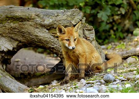 Junger Rotfuchs (Vulpes vulpes) steht vor seiner Hohle, Kanton Basel, Schweiz, Europa View Large Photo Image Stock Photography - Junger Rotfuchs (Vulpes vulpes) steht vor seiner Hohle, Kanton Basel, Schweiz, Europa. Fotosearch