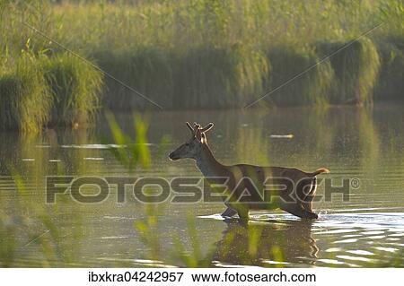 Junger Rothirsch (Cervus elaphus) im Wasser, Schonau an der Donau, Niederosterreich, Osterreich, Europa View Large Photo Image Stock Photo - Junger Rothirsch (Cervus elaphus) im Wasser, Schonau an der Donau, Niederosterreich, Osterreich, Europa. Fotosearch