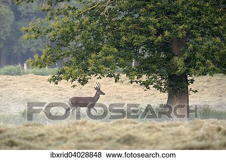 Junger Rothirsch (Cervus elaphus) im Bast unter einem Baum auf einer gemahten Wiese mit Bodennebel, Diersfordter Wald, Nordrhein-Westfalen, Deutschland, Europa View Large Photo Image Stock Photo - Junger Rothirsch (Cervus elaphus) im Bast unter einem Baum auf einer gemahten Wiese mit Bodennebel, Diersfordter Wald, Nordrhein-Westfalen, Deutschland, Europa. Fotosearch