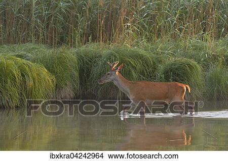 Junger Rothirsch (Cervus elaphus) lauft durchs Wasser, Schonau an der Donau, Niederosterreich, Osterreich, Europa View Large Photo Image Picture - Junger Rothirsch (Cervus elaphus) lauft durchs Wasser, Schonau an der Donau, Niederosterreich, Osterreich, Europa. Fotosearch