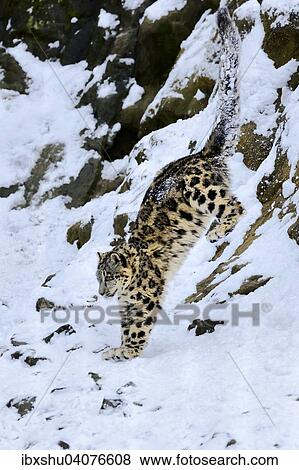 Stock Photo - Junger Schneeleopard oder Irbis (Panthera uncia), springt von schneebedecktem Felsen, captive, Schweiz, Europa. Fotosearch