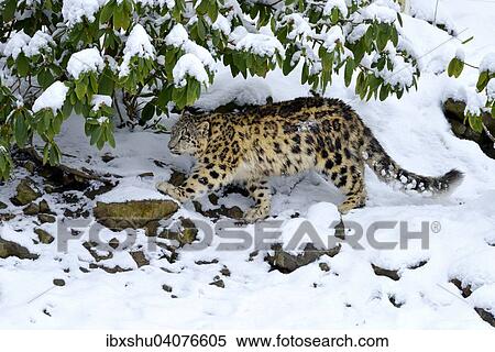 Stock Photography - Junger Schneeleopard oder Irbis (Panthera uncia), lauft uber schneebedeckten Fels, captive, Schweiz, Europa. Fotosearch