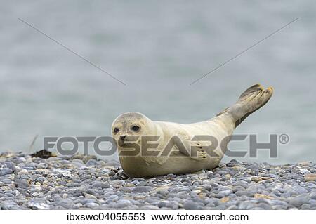 Junger Seehund (Phoca vitulina) auf Kieselstrand, Helgoland, Schleswig-Holstein, Deutschland, Europa View Large Photo Image Stock Image - Junger Seehund (Phoca vitulina) auf Kieselstrand, Helgoland, Schleswig-Holstein, Deutschland, Europa. Fotosearch