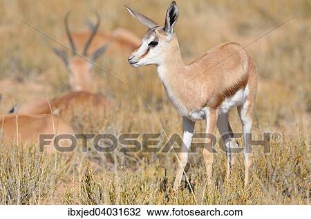Junger Springbock (Antidorcas marsupialis), in trockenem Gras, Kgalagadi-Transfrontier-Nationalpark, Provinz Nordkap, Sudafrika View Large Photo Image Stock Image - Junger Springbock (Antidorcas marsupialis), in trockenem Gras, Kgalagadi-Transfrontier-Nationalpark, Provinz Nordkap, Sudafrika. Fotosearch