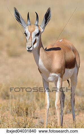 Junger Springbock (Antidorcas marsupialis), in trockenem Gras, Kgalagadi-Transfrontier-Nationalpark, Provinz Nordkap, Sudafrika View Large Photo Image Stock Image - Junger Springbock (Antidorcas marsupialis), in trockenem Gras, Kgalagadi-Transfrontier-Nationalpark, Provinz Nordkap, Sudafrika. Fotosearch