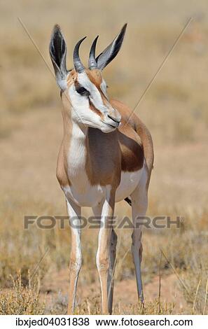 Junger Springbock (Antidorcas marsupialis), in trockenem Gras, Kgalagadi-Transfrontier-Nationalpark, Provinz Nordkap, Sudafrika View Large Photo Image Stock Photo - Junger Springbock (Antidorcas marsupialis), in trockenem Gras, Kgalagadi-Transfrontier-Nationalpark, Provinz Nordkap, Sudafrika. Fotosearch