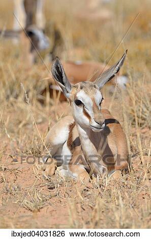 Junger Springbock (Antidorcas marsupialis), aufmerksam in trockenem Gras, Kgalagadi-Transfrontier-Nationalpark, Provinz Nordkap, Sudafrika View Large Photo Image Stock Photograph - Junger Springbock (Antidorcas marsupialis), aufmerksam in trockenem Gras, Kgalagadi-Transfrontier-Nationalpark, Provinz Nordkap, Sudafrika. Fotosearch