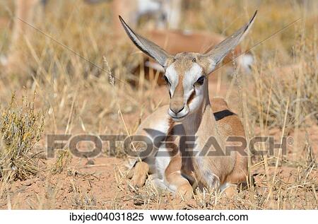 Junger Springbock (Antidorcas marsupialis), aufmerksam in trockenem Gras, Kgalagadi-Transfrontier-Nationalpark, Provinz Nordkap, Sudafrika View Large Photo Image Stock Photography - Junger Springbock (Antidorcas marsupialis), aufmerksam in trockenem Gras, Kgalagadi-Transfrontier-Nationalpark, Provinz Nordkap, Sudafrika. Fotosearch
