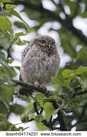 Stock Photo - Junger Steinkauz (Athene noctua) sitzt im Baum, Emsland, Niedersachsen, Deutschland, Europa. Fotosearch
