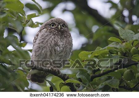 Junger Steinkauz (Athene noctua) sitzt im Baum, Emsland, Niedersachsen, Deutschland, Europa View Large Photo Image Stock Photograph - Junger Steinkauz (Athene noctua) sitzt im Baum, Emsland, Niedersachsen, Deutschland, Europa. Fotosearch