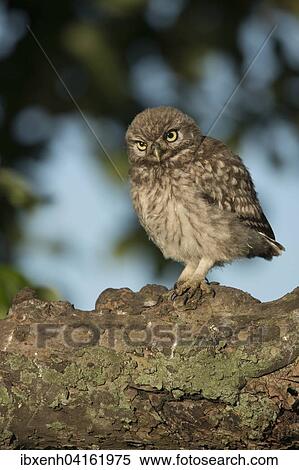 Junger Steinkauz (Athene noctua) sitzt auf dickem Ast, Emsland, Niedersachsen, Deutschland, Europa View Large Photo Image Stock Photography - Junger Steinkauz (Athene noctua) sitzt auf dickem Ast, Emsland, Niedersachsen, Deutschland, Europa. Fotosearch