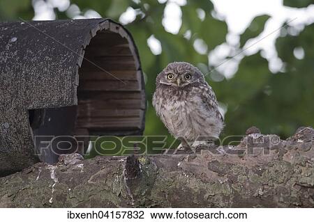 Stock Image - Junger Steinkauz (Athene noctua), Emsland, Niedersachsen, Deutschland, Europa. Fotosearch