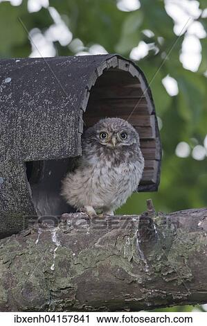 Junger Steinkauz (Athene noctua), Emsland, Niedersachsen, Deutschland, Europa View Large Photo Image Stock Image - Junger Steinkauz (Athene noctua), Emsland, Niedersachsen, Deutschland, Europa. Fotosearch