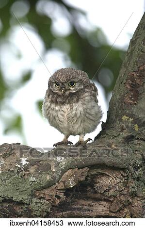Junger Steinkauz (Athene noctua), Emsland, Niedersachsen, Deutschland, Europa View Large Photo Image Stock Image - Junger Steinkauz (Athene noctua), Emsland, Niedersachsen, Deutschland, Europa. Fotosearch