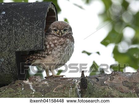 Junger Steinkauz (Athene noctua) vor Nisthohle, Emsland, Niedersachsen, Deutschland, Europa View Large Photo Image Stock Photo - Junger Steinkauz (Athene noctua) vor Nisthohle, Emsland, Niedersachsen, Deutschland, Europa. Fotosearch