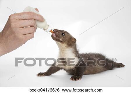 Junger Steinmarder (Martes foina) trinkt Milch aus einer Flasche View Large Photo Image Stock Photograph - Junger Steinmarder (Martes foina) trinkt Milch aus einer Flasche. Fotosearch