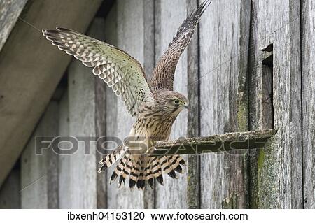 Junger Turmfalke (Falco tinnunculus), Emsland, Niedersachsen, Deutschland, Europa View Large Photo Image Stock Image - Junger Turmfalke (Falco tinnunculus), Emsland, Niedersachsen, Deutschland, Europa. Fotosearch