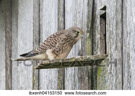 Junger Turmfalke (Falco tinnunculus) vor Bruthohle, Emsland, Niedersachsen, Deutschland, Europa View Large Photo Image Stock Image - Junger Turmfalke (Falco tinnunculus) vor Bruthohle, Emsland, Niedersachsen, Deutschland, Europa. Fotosearch