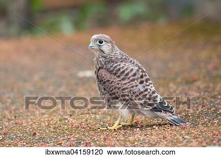 Junger Turmfalke (Falco tinnunculus), Hessen, Deutschland, Europa View Large Photo Image Stock Image - Junger Turmfalke (Falco tinnunculus), Hessen, Deutschland, Europa. Fotosearch