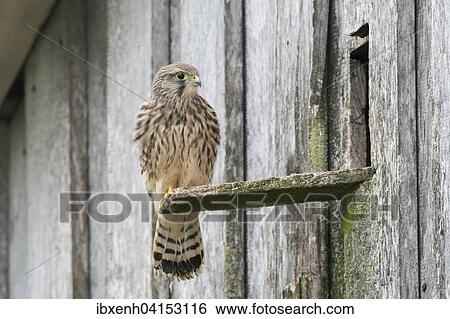 Junger Turmfalke (Falco tinnunculus), Emsland, Niedersachsen, Deutschland, Europa View Large Photo Image Stock Photograph - Junger Turmfalke (Falco tinnunculus), Emsland, Niedersachsen, Deutschland, Europa. Fotosearch