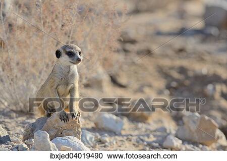 Stock Image - Junges Erdmannchen (Suricata suricatta), sitzt auf einem Stein in der Balance, Kgalagadi-Transfrontier-Nationalpark, Provinz Nordkap, Sudafrika, Afrika. Fotosearch