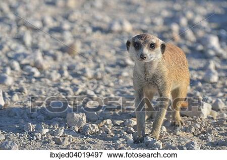 Junges Erdmannchen (Suricata suricatta), auf einer Schotterstrasse, Kgalagadi-Transfrontier-Nationalpark, Provinz Nordkap, Sudafrika, Afrika View Large Photo Image Stock Photo - Junges Erdmannchen (Suricata suricatta), auf einer Schotterstrasse, Kgalagadi-Transfrontier-Nationalpark, Provinz Nordkap, Sudafrika, Afrika. Fotosearch