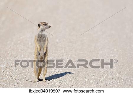 Junges Erdmannchen (Suricata suricatta), auf einer Schotterstrasse, Kgalagadi-Transfrontier-Nationalpark, Provinz Nordkap, Sudafrika, Afrika View Large Photo Image Stock Photo - Junges Erdmannchen (Suricata suricatta), auf einer Schotterstrasse, Kgalagadi-Transfrontier-Nationalpark, Provinz Nordkap, Sudafrika, Afrika. Fotosearch
