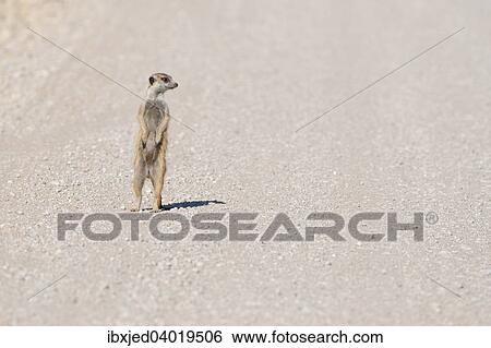 Junges Erdmannchen (Suricata suricatta), auf einer Schotterstrasse, Kgalagadi-Transfrontier-Nationalpark, Provinz Nordkap, Sudafrika, Afrika View Large Photo Image Stock Photograph - Junges Erdmannchen (Suricata suricatta), auf einer Schotterstrasse, Kgalagadi-Transfrontier-Nationalpark, Provinz Nordkap, Sudafrika, Afrika. Fotosearch