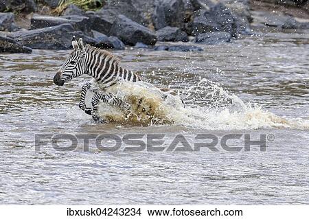 Junges Zebra (Equus quagga) durchquert in Panik den Mara River, Masai Mara, Narok County, Kenia, Afrika View Large Photo Image Picture - Junges Zebra (Equus quagga) durchquert in Panik den Mara River, Masai Mara, Narok County, Kenia, Afrika. Fotosearch