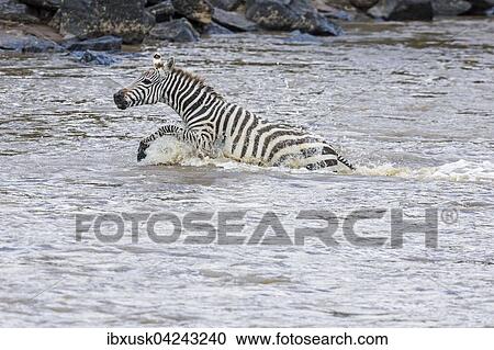 Junges Zebra (Equus quagga) durchquert in Panik den Mara River, Masai Mara, Narok County, Kenia, Afrika View Large Photo Image Stock Image - Junges Zebra (Equus quagga) durchquert in Panik den Mara River, Masai Mara, Narok County, Kenia, Afrika. Fotosearch