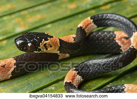 Juvenile Graceful Snail-Eater (Dipsas gracilis), Familie der Nattern (Colubridae), ungiftig, Choco Regenwald, Ecuador, Sudamerika View Large Photo Image Stock Image - Juvenile Graceful Snail-Eater (Dipsas gracilis), Familie der Nattern (Colubridae), ungiftig, Choco Regenwald, Ecuador, Sudamerika. Fotosearch