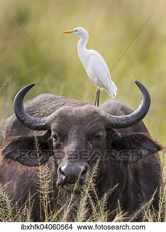 Kaffernbuffel, auch Afrikanischer Buffel (Syncerus caffer) und Kuhreiher (Bubulcus ibis), Murchison-Falls-Nationalpark, Uganda, Afrika View Large Photo Image Picture - Kaffernbuffel, auch Afrikanischer Buffel (Syncerus caffer) und Kuhreiher (Bubulcus ibis), Murchison-Falls-Nationalpark, Uganda, Afrika. Fotosearch