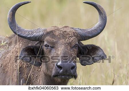 Stock Image - Kaffernbuffel, auch Afrikanischer Buffel (Syncerus caffer), Murchison-Falls-Nationalpark, Uganda, Afrika. Fotosearch