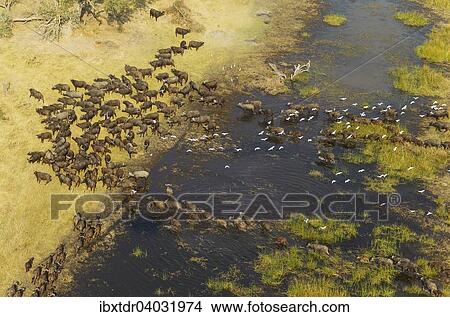 Kaffernbuffel (Syncerus caffer caffer), durchqueren ein Sumpfgebiet, fliegende Kuhreiher (Bubulcus ibis), Okavango Delta, Botswana, Afrika View Large Photo Image Picture - Kaffernbuffel (Syncerus caffer caffer), durchqueren ein Sumpfgebiet, fliegende Kuhreiher (Bubulcus ibis), Okavango Delta, Botswana, Afrika. Fotosearch