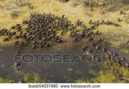 Stock Image - Kaffernbuffel (Syncerus caffer caffer), durchqueren ein Sumpfgebiet, fliegende Kuhreiher (Bubulcus ibis), Okavango Delta, Botswana, Afrika. Fotosearch