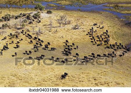 Kaffernbuffel (Syncerus caffer caffer), Herde am Gomoti Fluss, Okavango Delta, Botswana, Afrika View Large Photo Image Stock Photo - Kaffernbuffel (Syncerus caffer caffer), Herde am Gomoti Fluss, Okavango Delta, Botswana, Afrika. Fotosearch