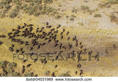 Kaffernbuffel (Syncerus caffer caffer), Herde, fliegende Kuhreiher (Bubulcus ibis), Okavango Delta, Botswana, Afrika View Large Photo Image Stock Photo - Kaffernbuffel (Syncerus caffer caffer), Herde, fliegende Kuhreiher (Bubulcus ibis), Okavango Delta, Botswana, Afrika. Fotosearch