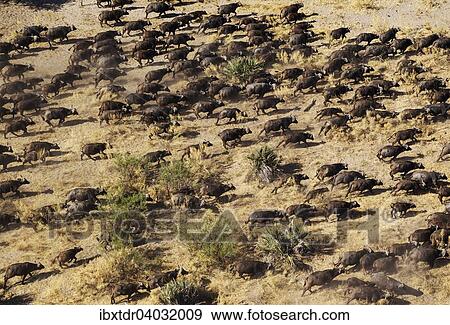 Stock Photo - Kaffernbuffel (Syncerus caffer caffer), Herde, Okavango Delta, Botswana, Afrika. Fotosearch
