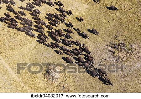 Stock Photo - Kaffernbuffel (Syncerus caffer caffer), Herde, Okavango Delta, Botswana, Afrika. Fotosearch