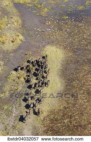 Stock Photo - Kaffernbuffel (Syncerus caffer caffer), Herde in einem Frischwassersumpf, fliegende Kuhreiher (Bubulcus ibis), Okavango Delta, Botswana, Afrika. Fotosearch