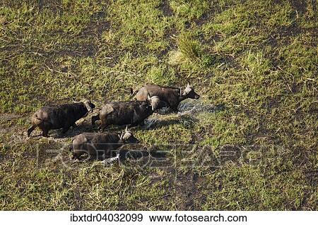 Stock Photo - Kaffernbuffel (Syncerus caffer caffer), vier Bullen in einem Frischwassersumpf, Okavango Delta, Botswana, Afrika. Fotosearch