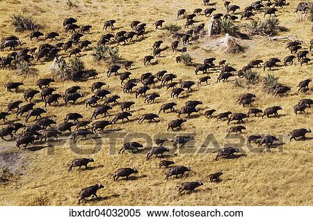 Kaffernbuffel (Syncerus caffer caffer), Herde, Okavango Delta, Botswana, Afrika View Large Photo Image Stock Photography - Kaffernbuffel (Syncerus caffer caffer), Herde, Okavango Delta, Botswana, Afrika. Fotosearch