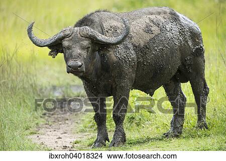 Picture - Kaffernbuffel (Syncerus caffer), Lake-Mburo-Nationalpark, Uganda, Afrika. Fotosearch