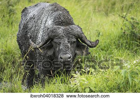 Kaffernbuffel (Syncerus caffer), Lake-Mburo-Nationalpark, Uganda, Afrika View Large Photo Image Stock Photo - Kaffernbuffel (Syncerus caffer), Lake-Mburo-Nationalpark, Uganda, Afrika. Fotosearch