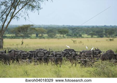 Stock Photo - Kaffernbuffel (Syncerus caffer), Lake-Mburo-Nationalpark, Uganda, Afrika. Fotosearch