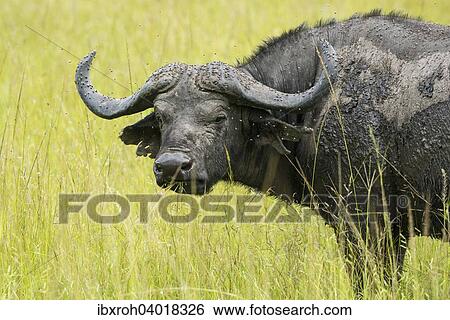 Stock Photograph - Kaffernbuffel (Syncerus caffer), Lake-Mburo-Nationalpark, Uganda, Afrika. Fotosearch