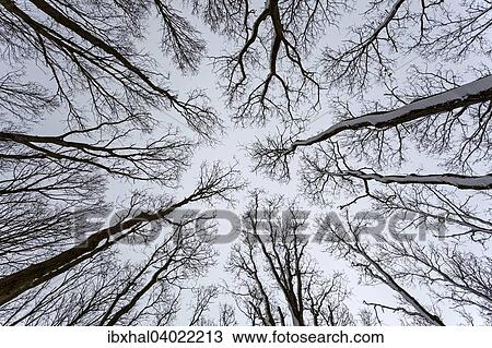 Kahle Baumwipfel von unten, bei Kuhlungsborn, Mecklenburg-Vorpommern, Deutschland, Europa View Large Photo Image Stock Image - Kahle Baumwipfel von unten, bei Kuhlungsborn, Mecklenburg-Vorpommern, Deutschland, Europa. Fotosearch