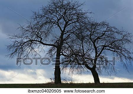 Kahle Obstbaume in der Abenddammerung, Karsberg, Oberfranken, Bayern, Deutschland, Europa View Large Photo Image Stock Photography - Kahle Obstbaume in der Abenddammerung, Karsberg, Oberfranken, Bayern, Deutschland, Europa. Fotosearch