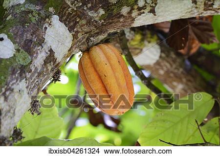 Picture - Kakaobaum (Theobroma cacao), Kakaofrucht, Insel Mahe, Seychellen, Afrika. Fotosearch